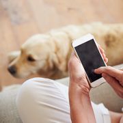 Smartphone und ein Hund im Hintergrund